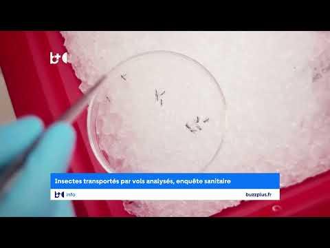 Le moustique est venu en avion" en Allemagne / Deux employés d'aéroport meurent du paludisme
