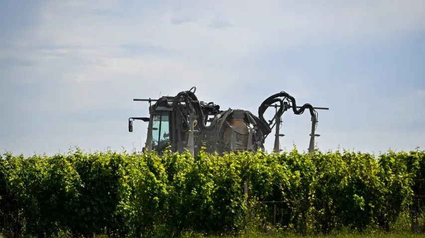 Dans les vignes françaises, des cépages hybrides pour s'affranchir des pesticides