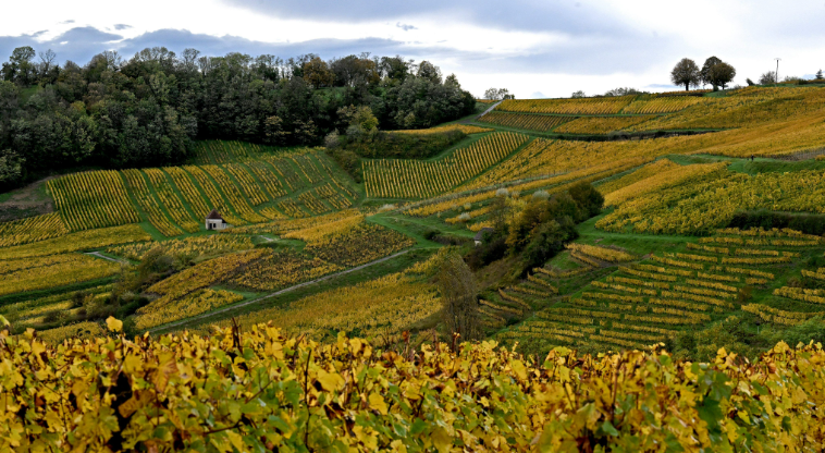 Droits de douane américains: une "catastrophe" pour la viticulture française